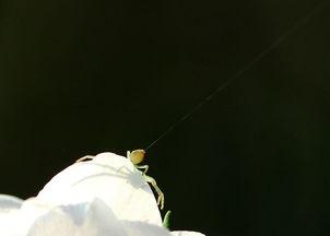 飘的作品资料,乱世佳人，命运交织的传奇人生